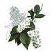 Prunus Serotina (Wild Cherry) Fruit Extract (экстракт черемухи) 
