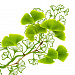 Ginkgo Biloba Leaf Extract (экстракт гинкго-билобы)