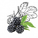 Rubus Fruticosus (Blackberry) Fruit Extract (экстракт ежевики