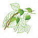  Betula Alba (Birch) Bark Extract (экстракт берёзы)