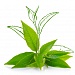 Melaleuca alternifolia (tea tree) extract (Экстракт чайного дерева)