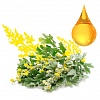 Artemisia Vulgaris (Mugwort) Essential Oil (эфирное масло полыни)