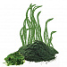 Chlorella vulgaris (dermochlorella algae) extract (Экстракт хлореллы)